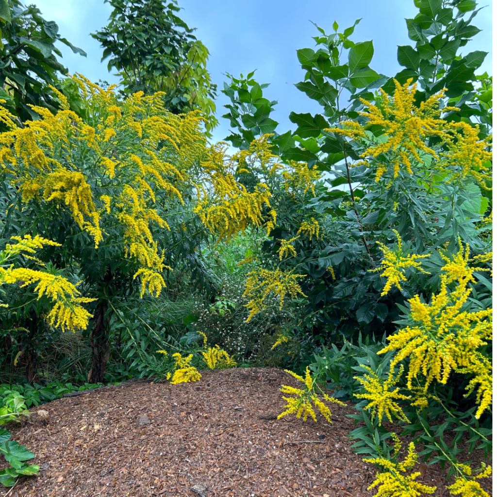 goldenrod plants